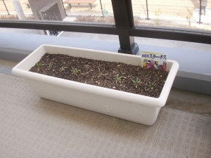 【福祉館恵海：うみかぜ：はまゆうユニット】新しい苗を植えました！！