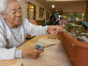 いちご収穫第２弾！！続々と生ってます。