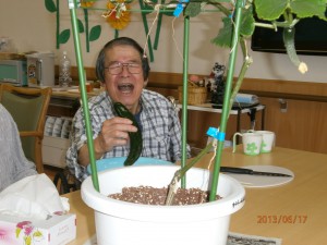 ■はまゆう農園、きゅうり収穫！①■