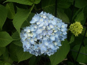 ■（視察）霧の森へ行こう（四国中央市）